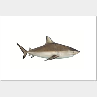 Bullshark Posters and Art